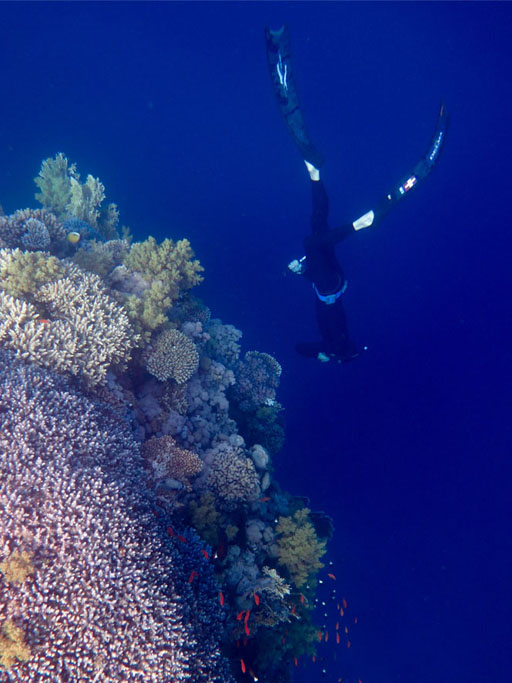 Freediving with coral reef